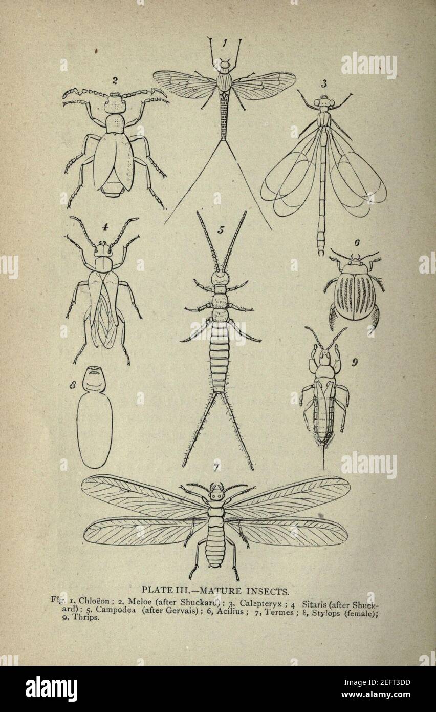 Metamorphose Insects On the origin and metamorphoses of insects (Page 14 Stock Photo - Alamy
