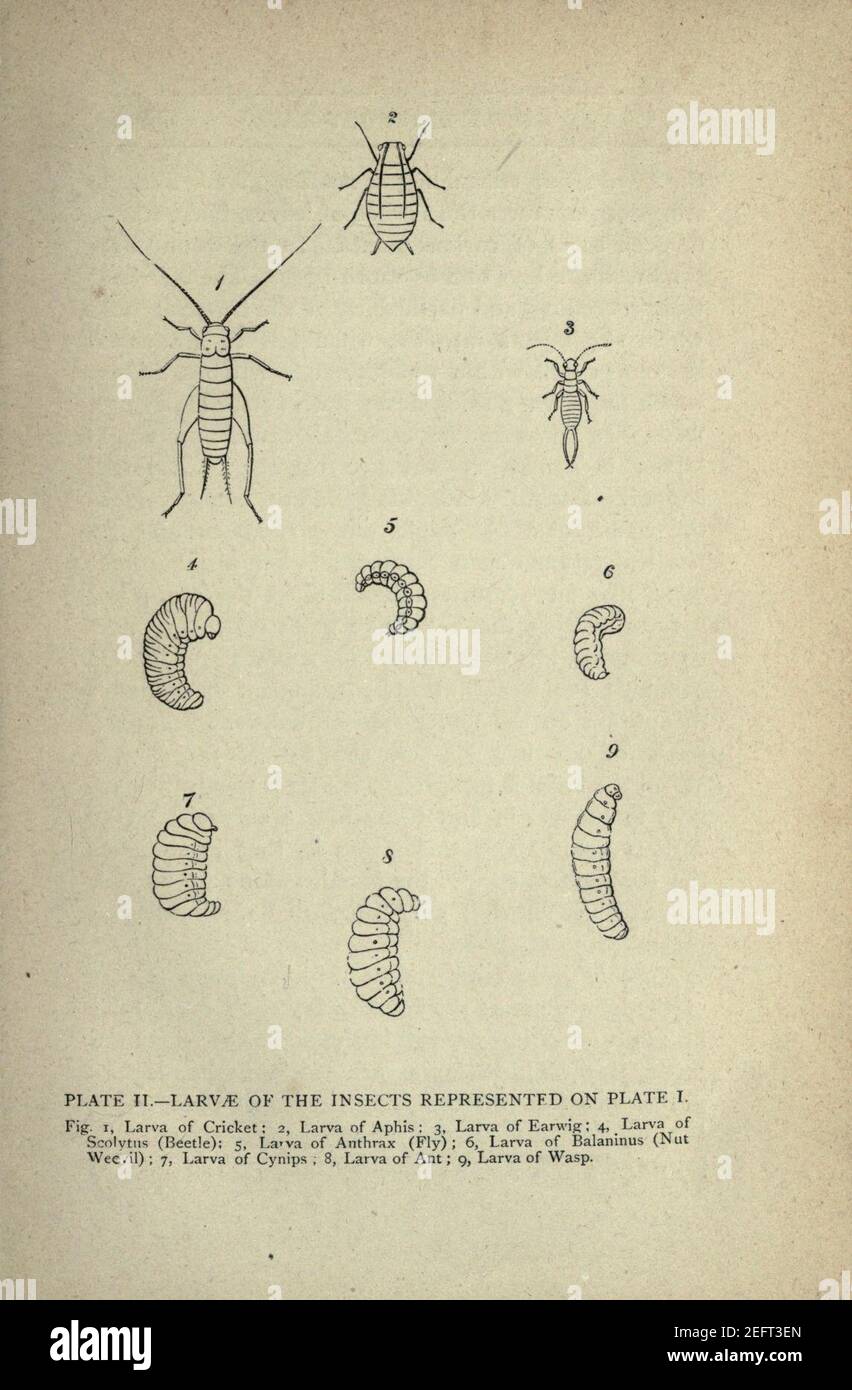 On the origin and metamorphoses of insects (Page 9 Stock Photo - Alamy