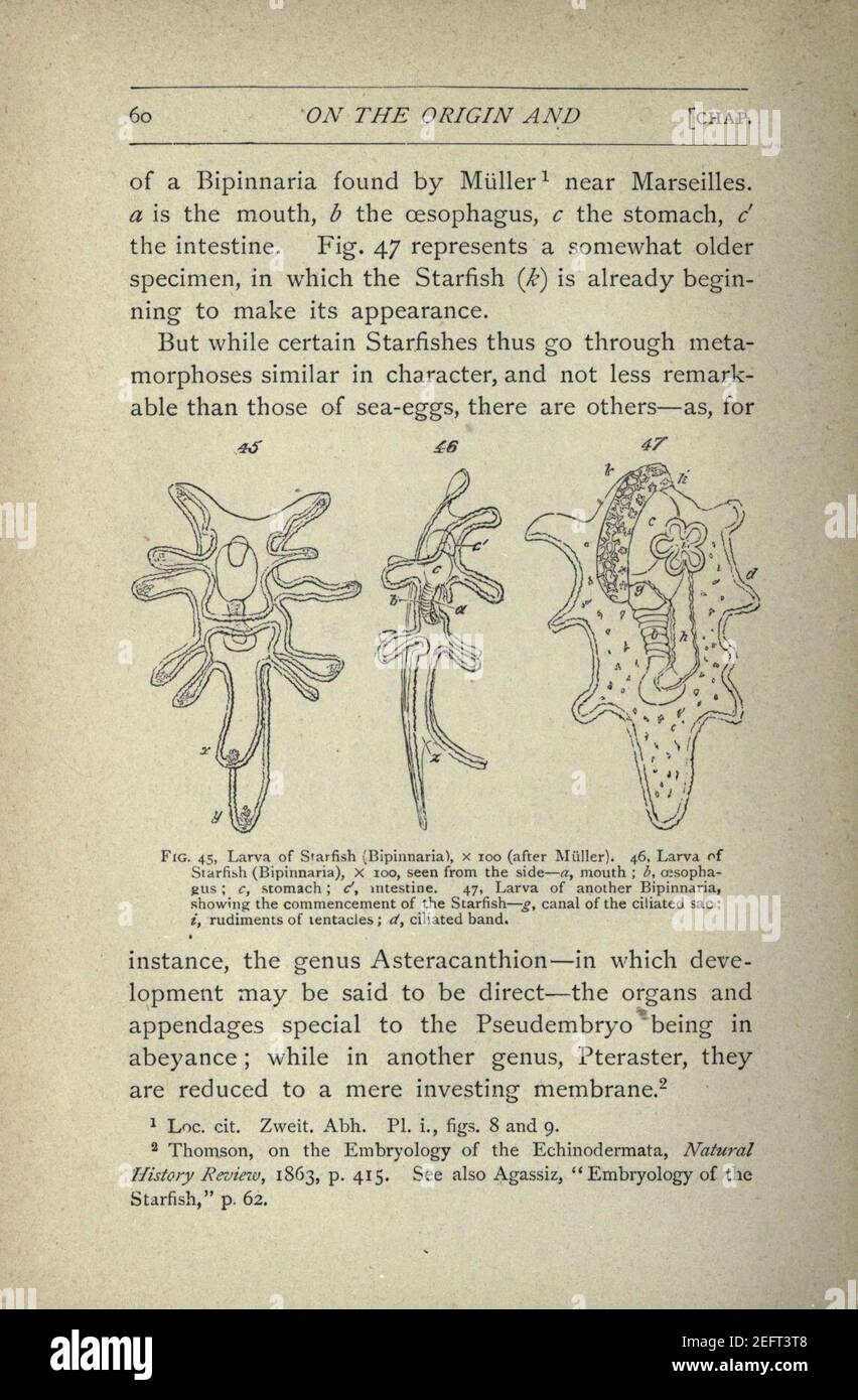 On the origin and metamorphoses of insects (Page 60 Stock Photo - Alamy