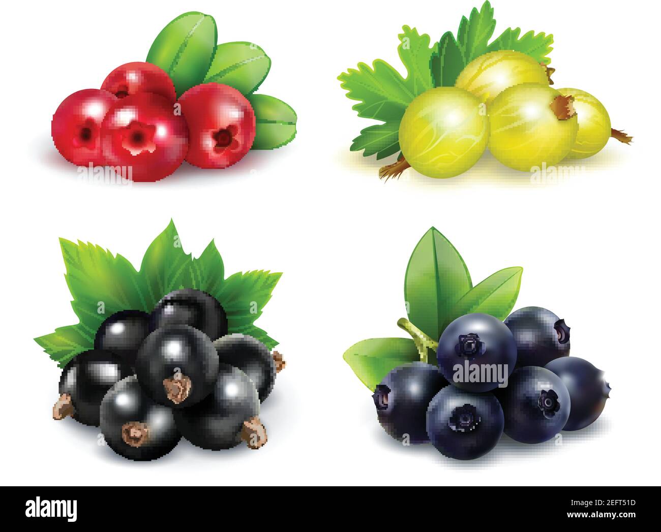 Set of isolated berry clusters in realistic style with gooseberries ...