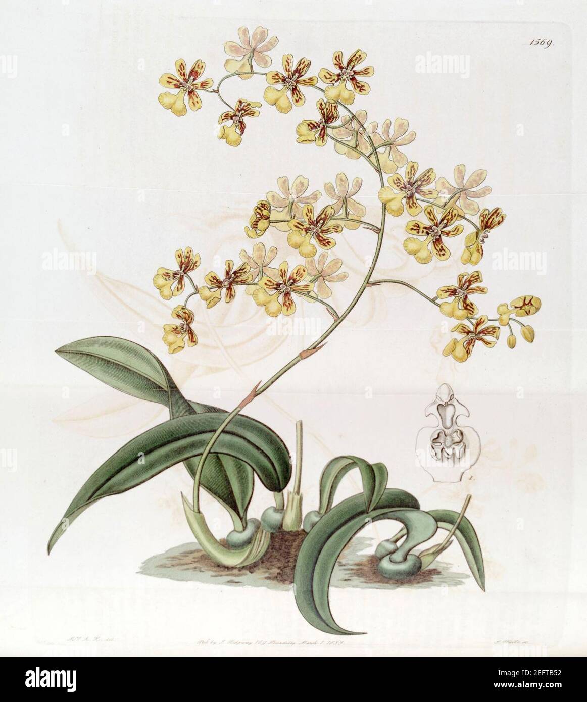 Oncidium auricula - Oncidium harrisonianum - Edwards vol 19 pl 1569 (1833). Stock Photo