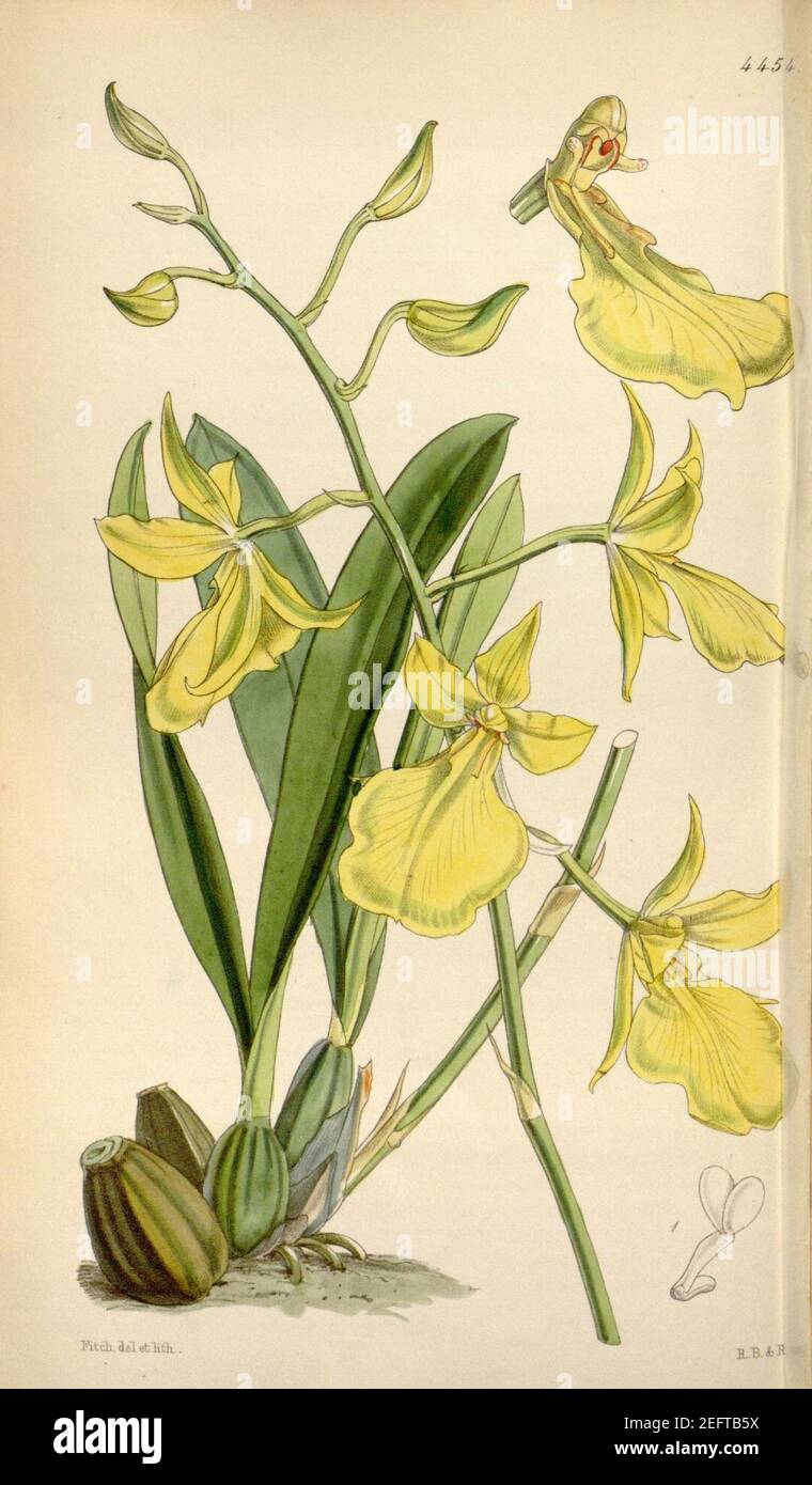 Oncidium concolor (as Cyrtochilum citrinum) - Curtis' 75 (Ser. 3 no. 5) pl. 4454 (1849). Stock Photo