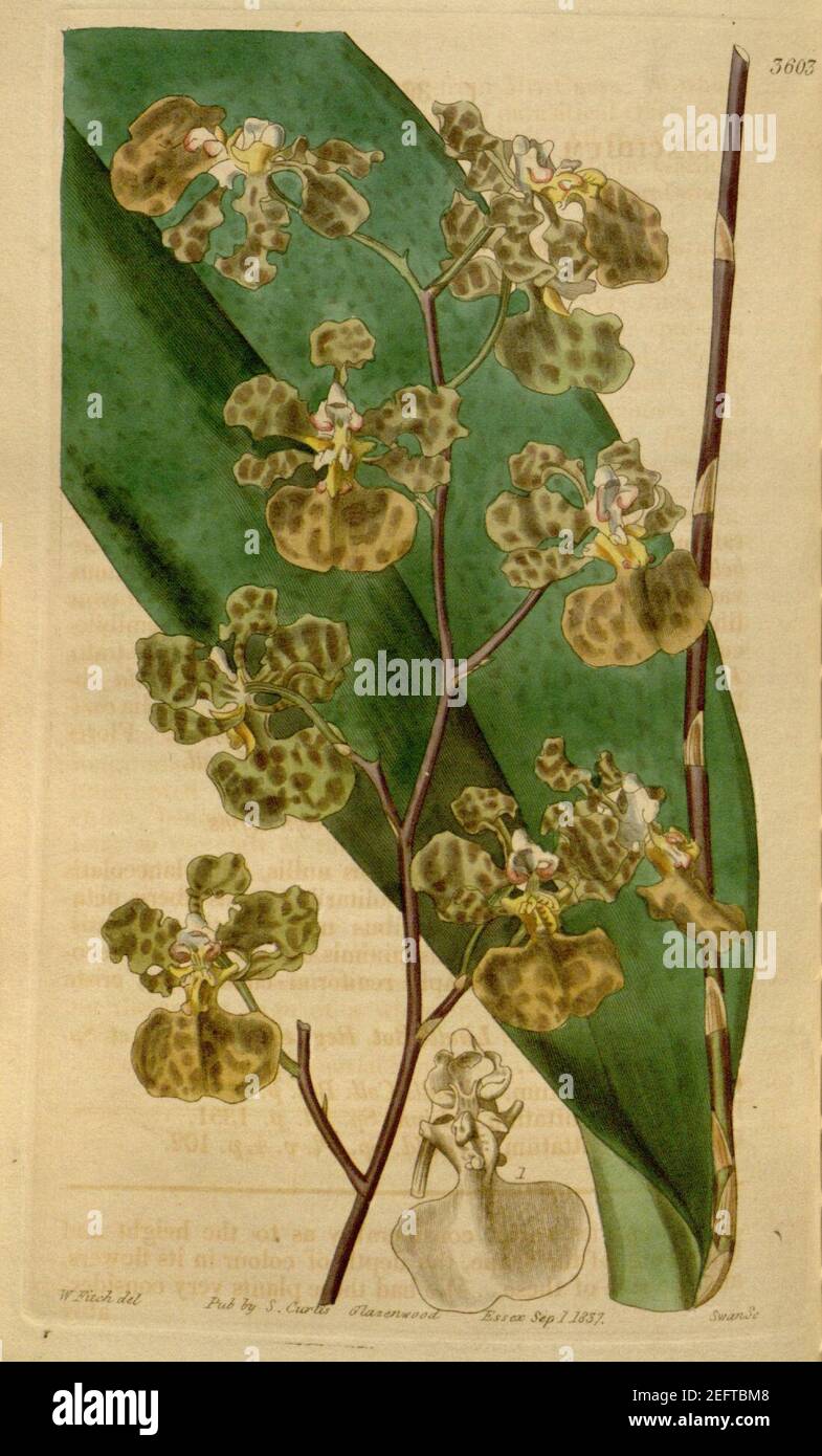 Oncidium luridum- Curtis' 64 (N.S. 11) pl. 3565 (1837). Stock Photo
