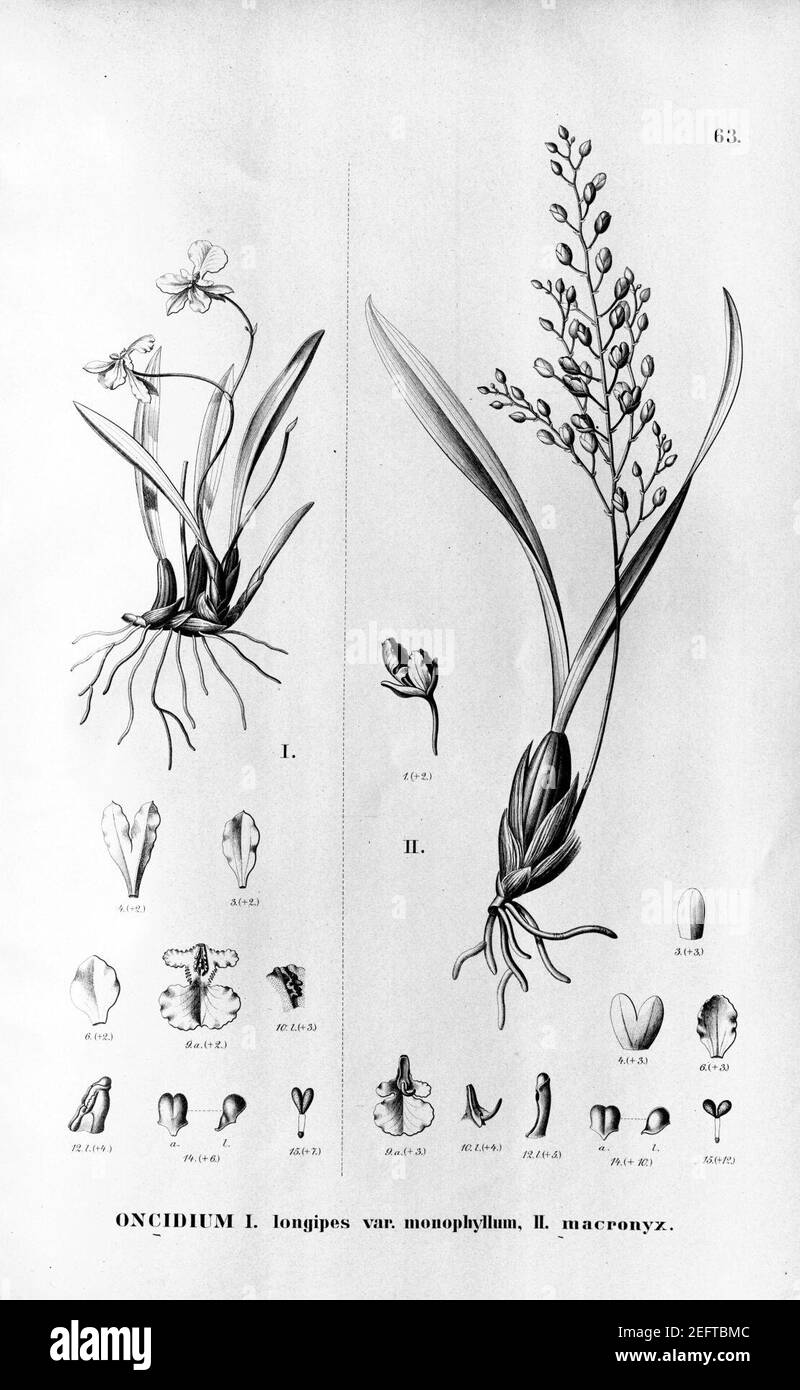Oncidium longipes-Oncidium longicornu (as O. macronyx)-Fl.Br.3-6-63. Stock Photo