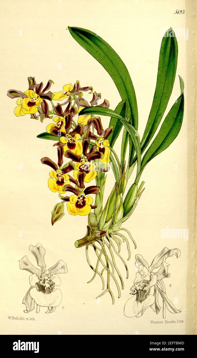 Oncidium longipes-Curtis' 86-5193 (1860). Stock Photo