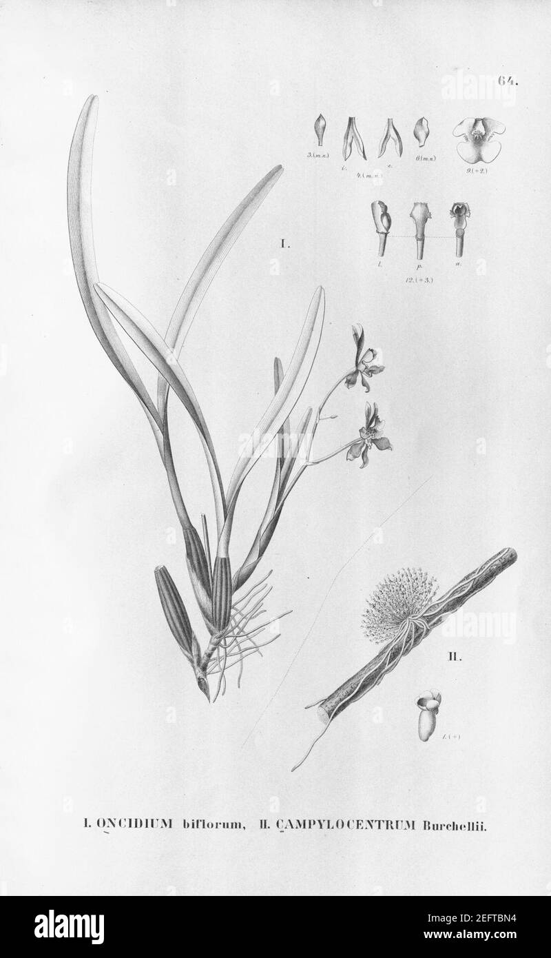 Oncidium longipes (as Oncidium biflorum) - Campylocentrum grisebachii (as Campylocentrum burchellii) - Fl.Br.3-6-64. Stock Photo