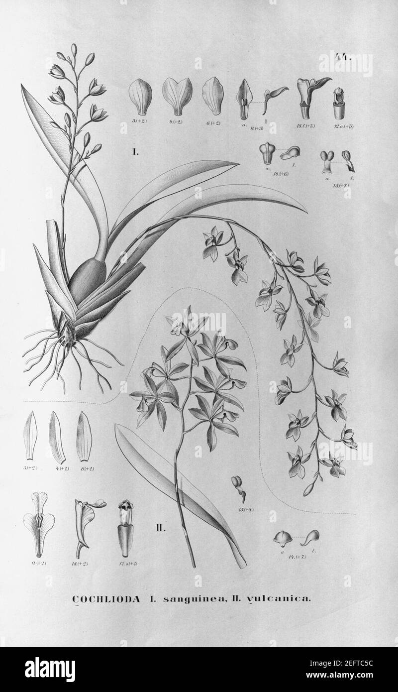 Oncidium strictum (as Cochlioda sanguinea) - Oncidium vulcanicum (as Cochlioda vulcanica) - Fl.Br. 3-6-44. Stock Photo