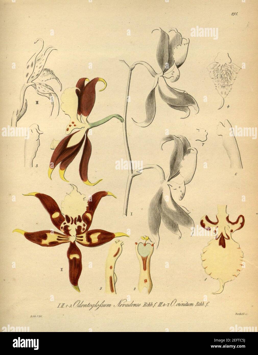 Oncidium nevadense (as Odontoglossum nevadense) - Oncidium crinitum (as Odontoglossum crinitum) - Xenia 2 pl 191. Stock Photo
