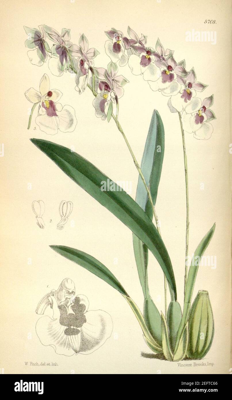 Oncidium nubigenum (Caucaea nubigena ) (as Oncidium cucullatum)-Curtis 94-5708 (1868). Stock Photo