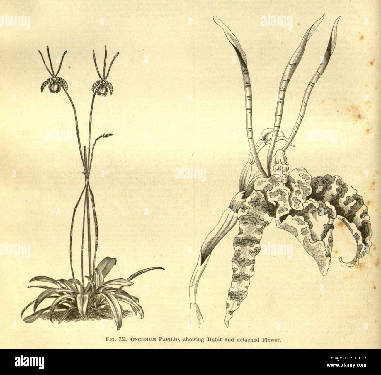 Oncidium papilio - cutout from Enc.Hort.5-488 (1884-1888). Stock Photo