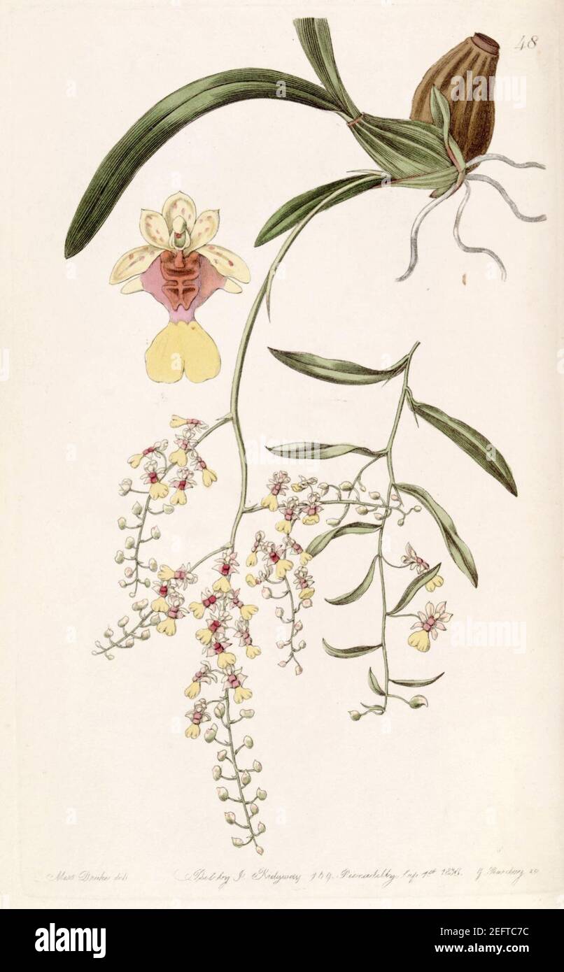 Oncidium raniferum - Edwards vol 24 (NS 1) pl 48 (1838). Stock Photo