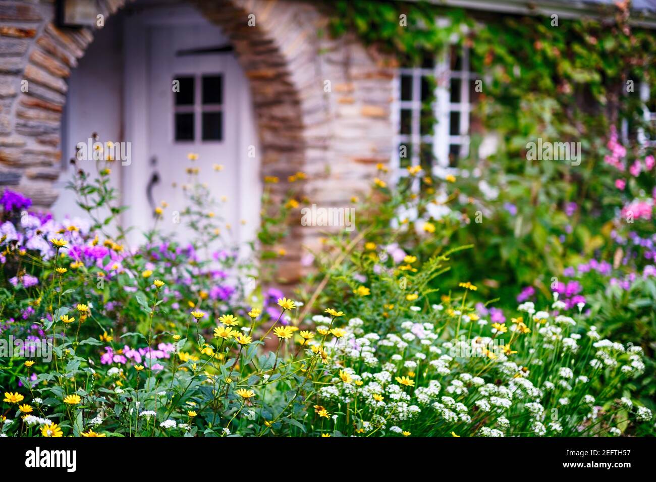 Little Cottage House with Ivy covered window and colorful flower garden ...