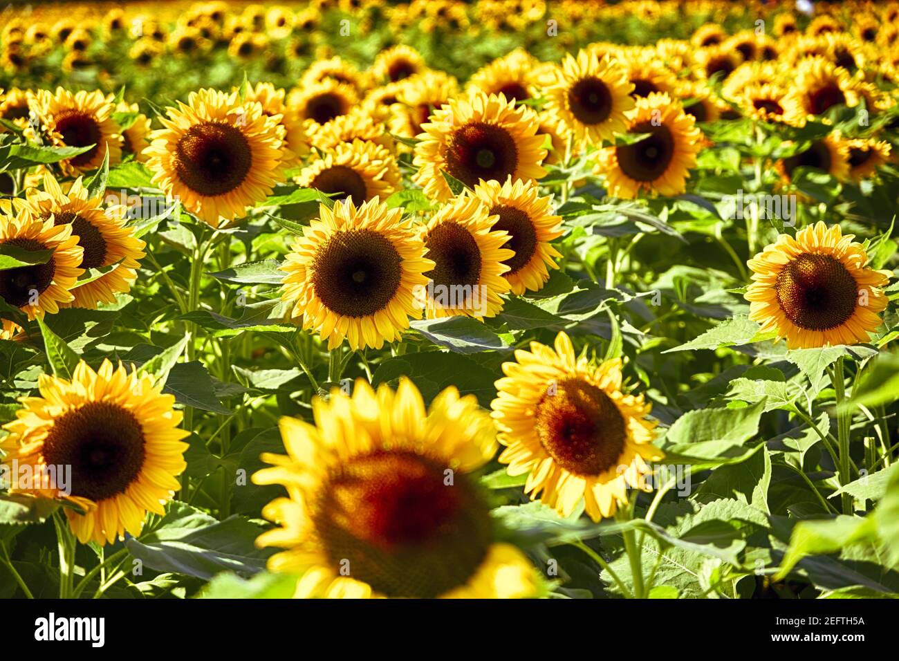 Sunflower field View, New Jersey., USA Stock Photo