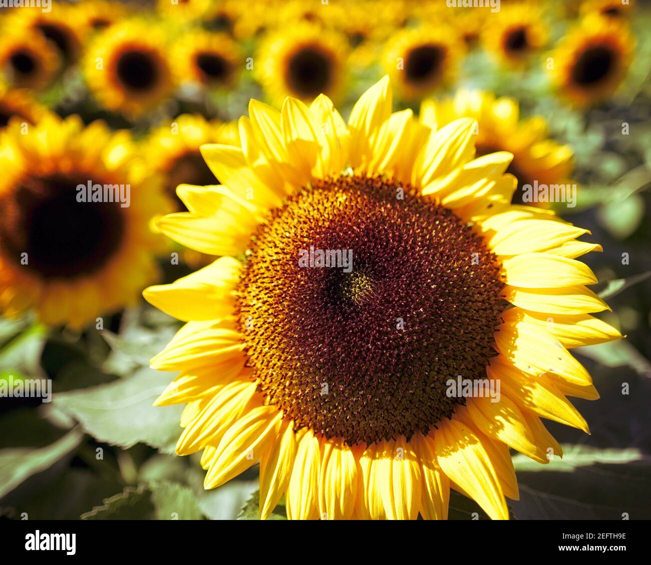 Sunflower Head Close Up in a Field of Sunflowers Stock Photo