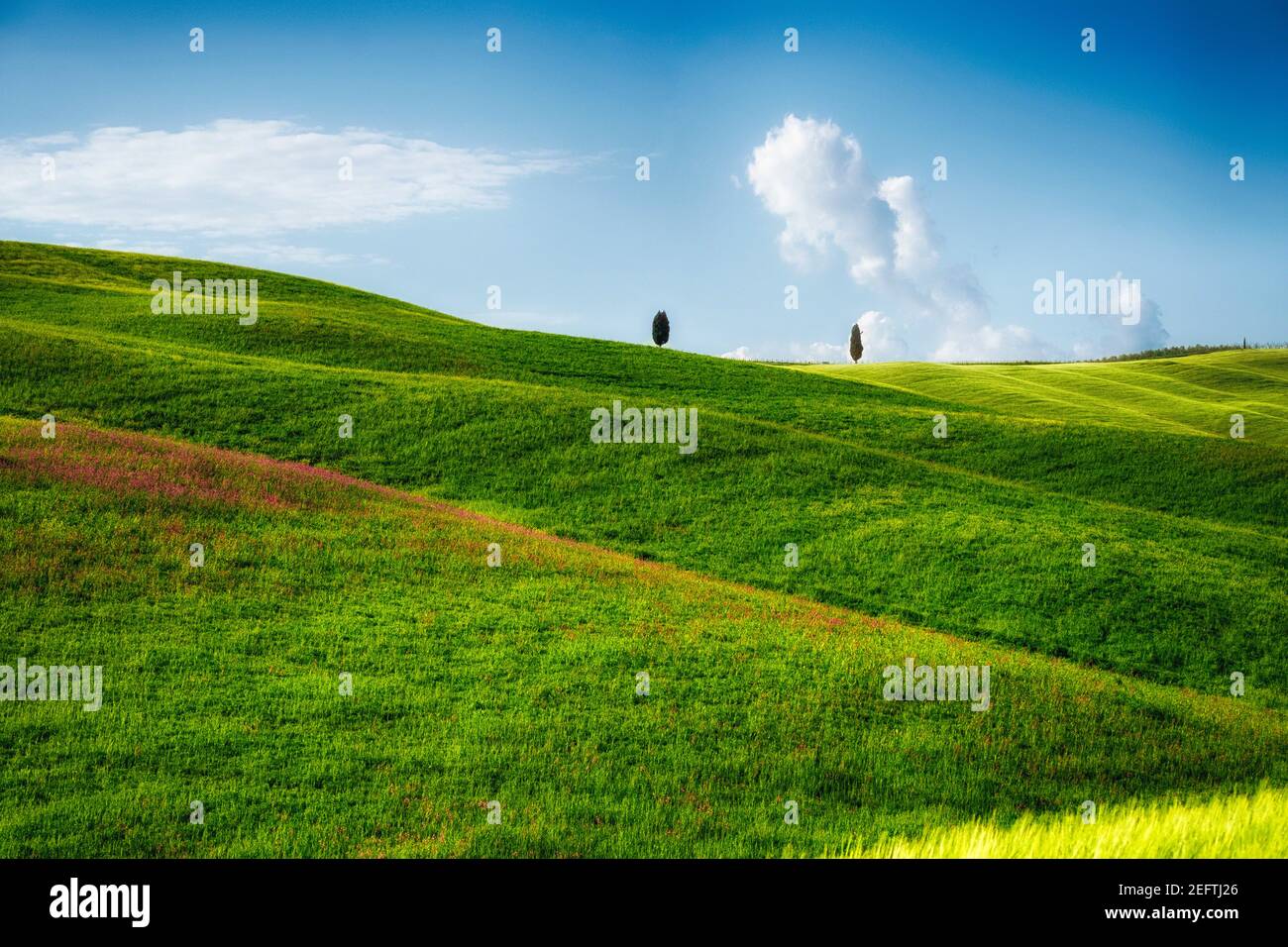 Rolling Hills with Cypress treess , San Quircio D'Orcia, Tuscany, Italy Stock Photo