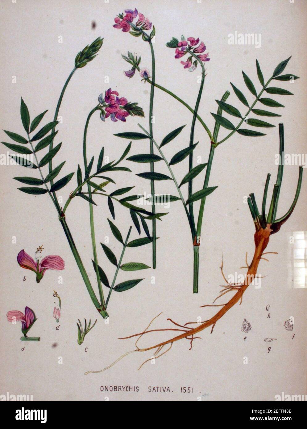 Onobrychis sativa — Flora Batava — Volume v20. Stock Photo