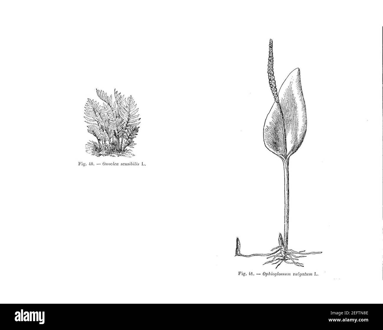 Onoclea sensibilis (dessin). Stock Photo