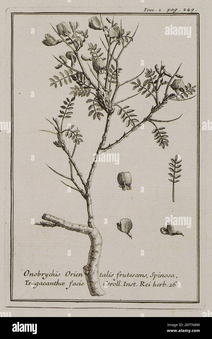Onobrychis Orientalis frutescens, Spinosa, Tragacanthae facie Coroll Inst Rei herb 26 - Tournefort Joseph Pitton De - 1717. Stock Photo
