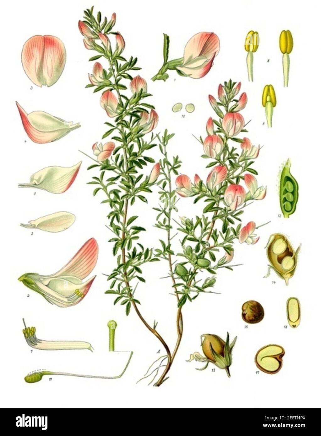 Ononis spinosa - Köhler–s Medizinal-Pflanzen-230. Stock Photo