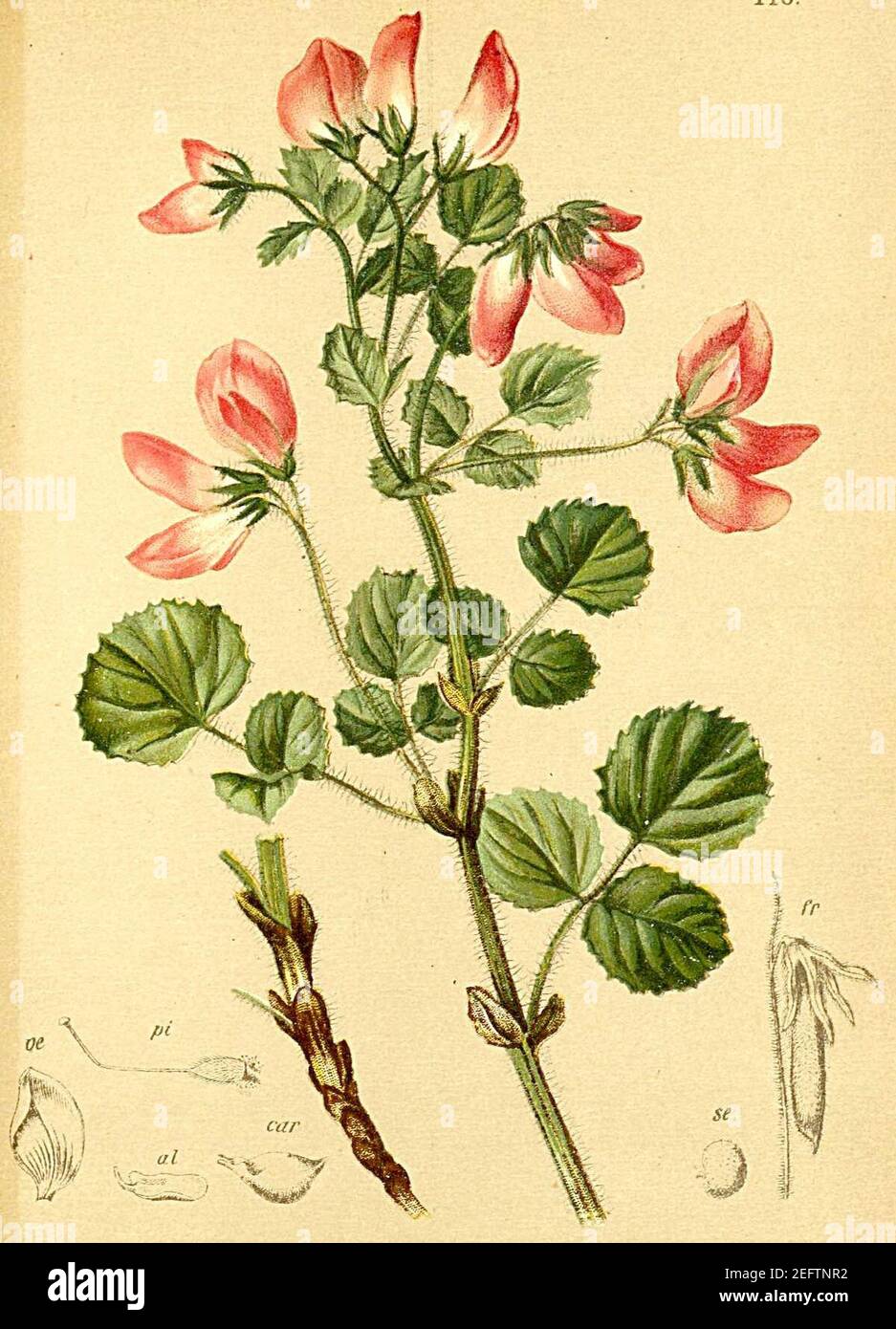 Ononis rotundifolia Atlas Alpenflora. Stock Photo