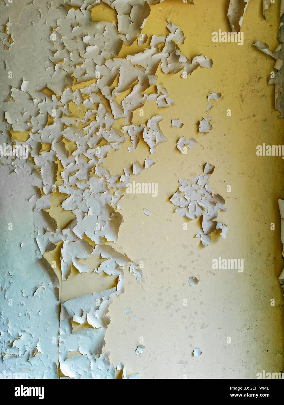 Old lacquer paint peeling out of wall in old abandoned hospital Stock
