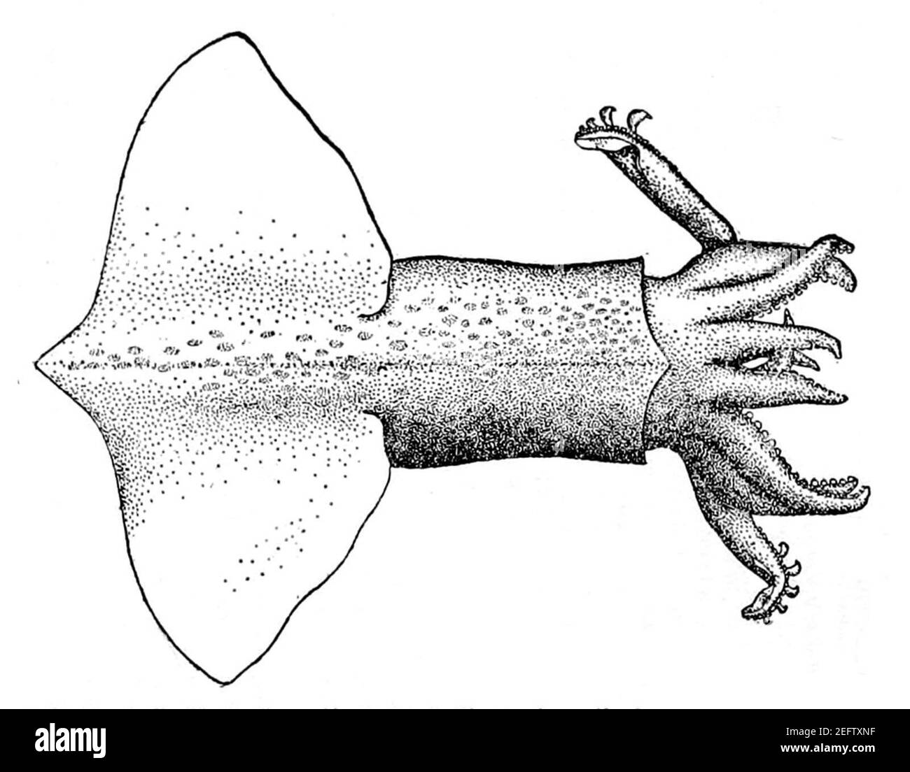 Onychoteuthis compacta. Stock Photo