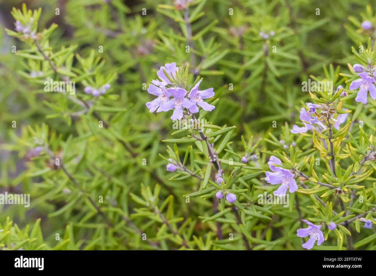 plant Westringia longifolia Wynyabbie Gem outdoors Stock Photo