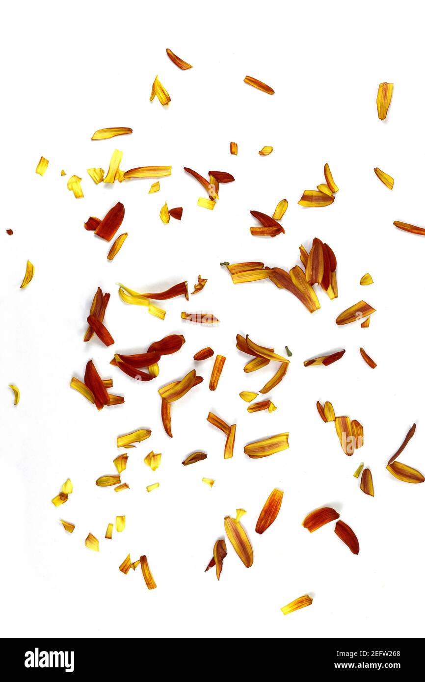 Multicolored petals scattered on a white background Stock Photo