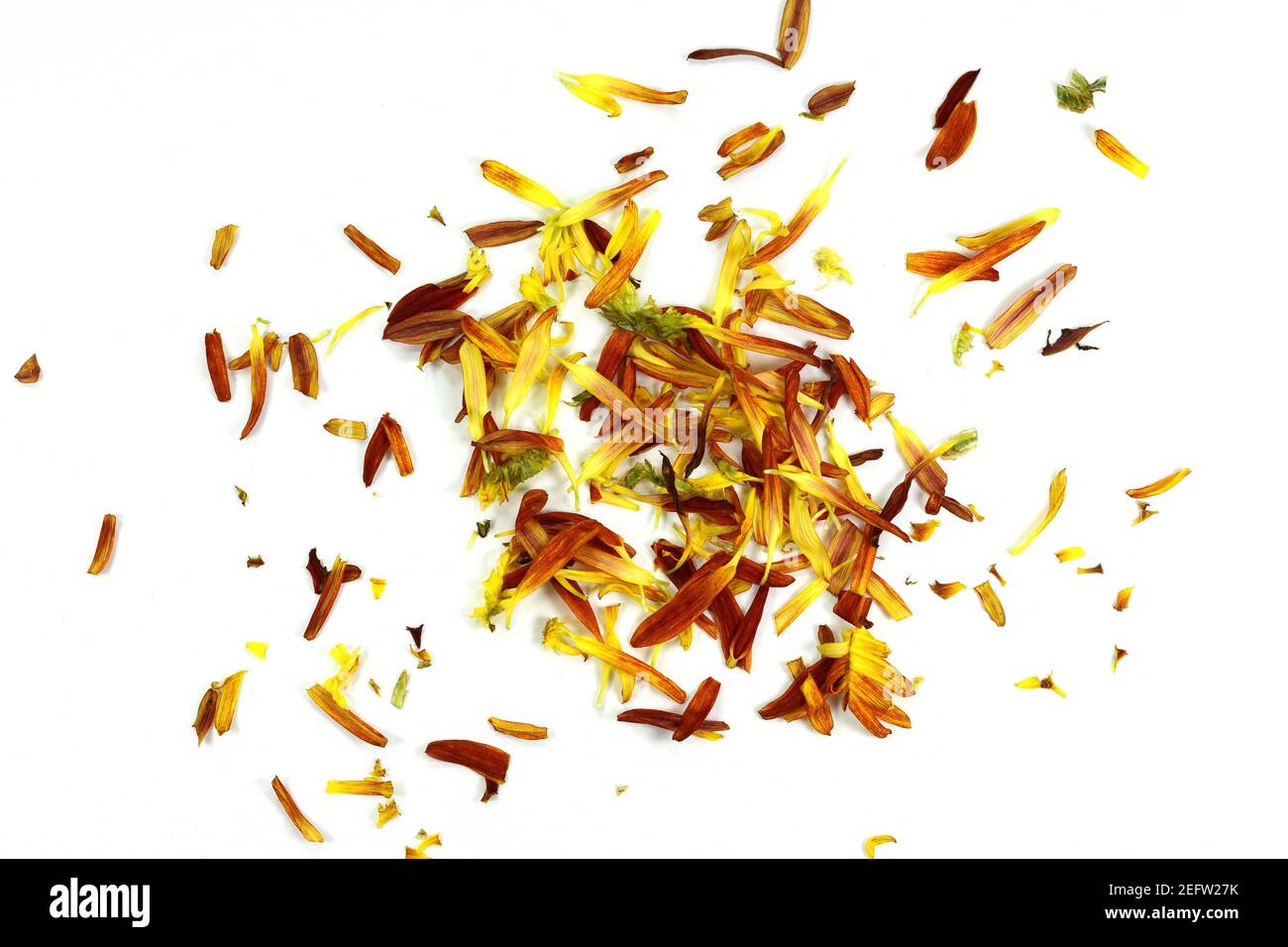Multicolored petals scattered on a white background Stock Photo