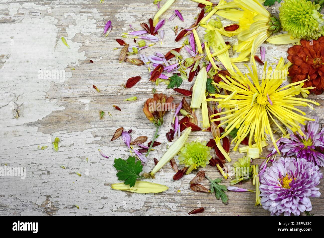 Valentine background, multicolored flowers and petals scattered on white rustic wood, top view with copy space. Happy lovers day mockup. Stock Photo