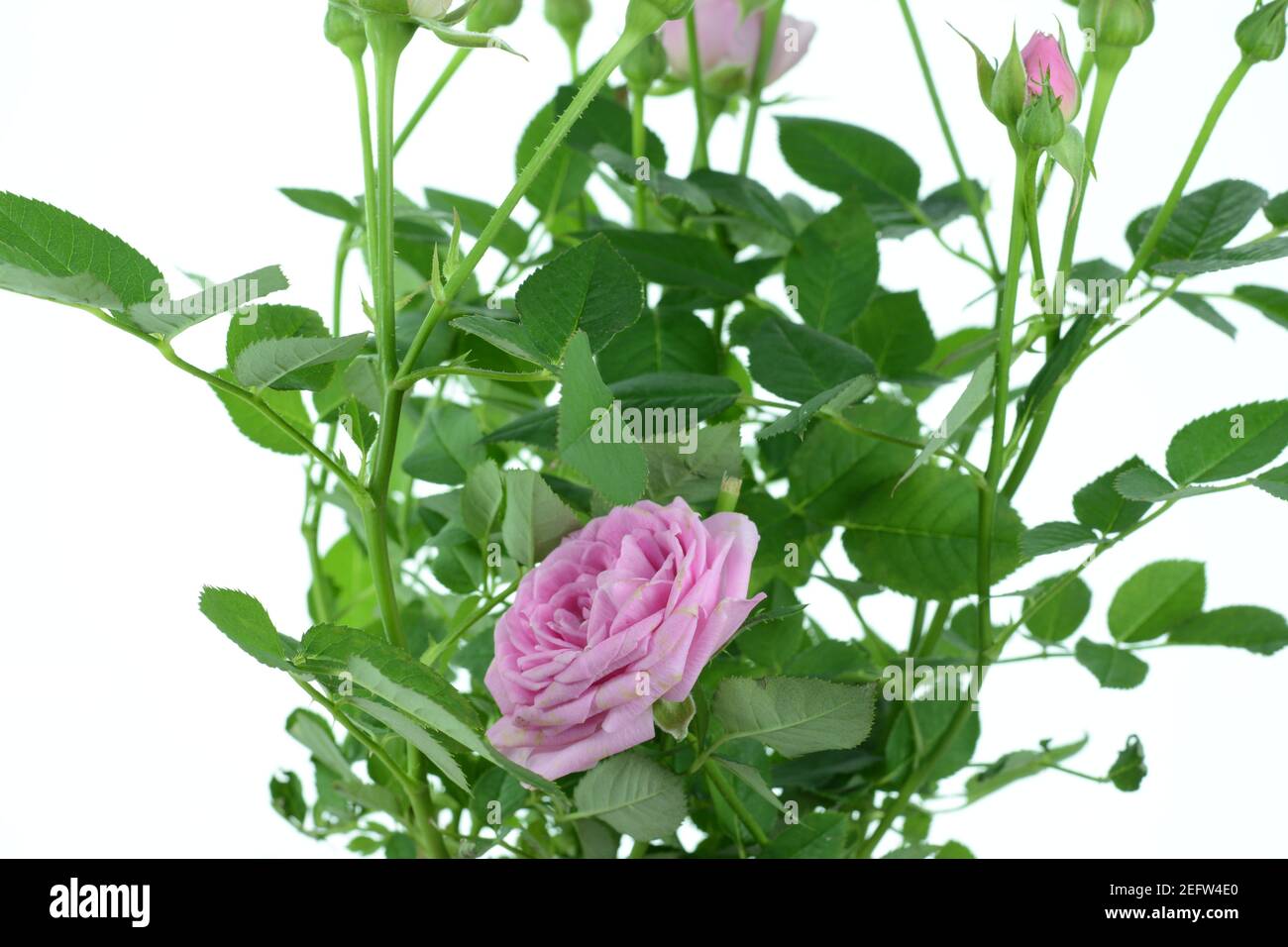 pink roses isolated on white background Stock Photo - Alamy