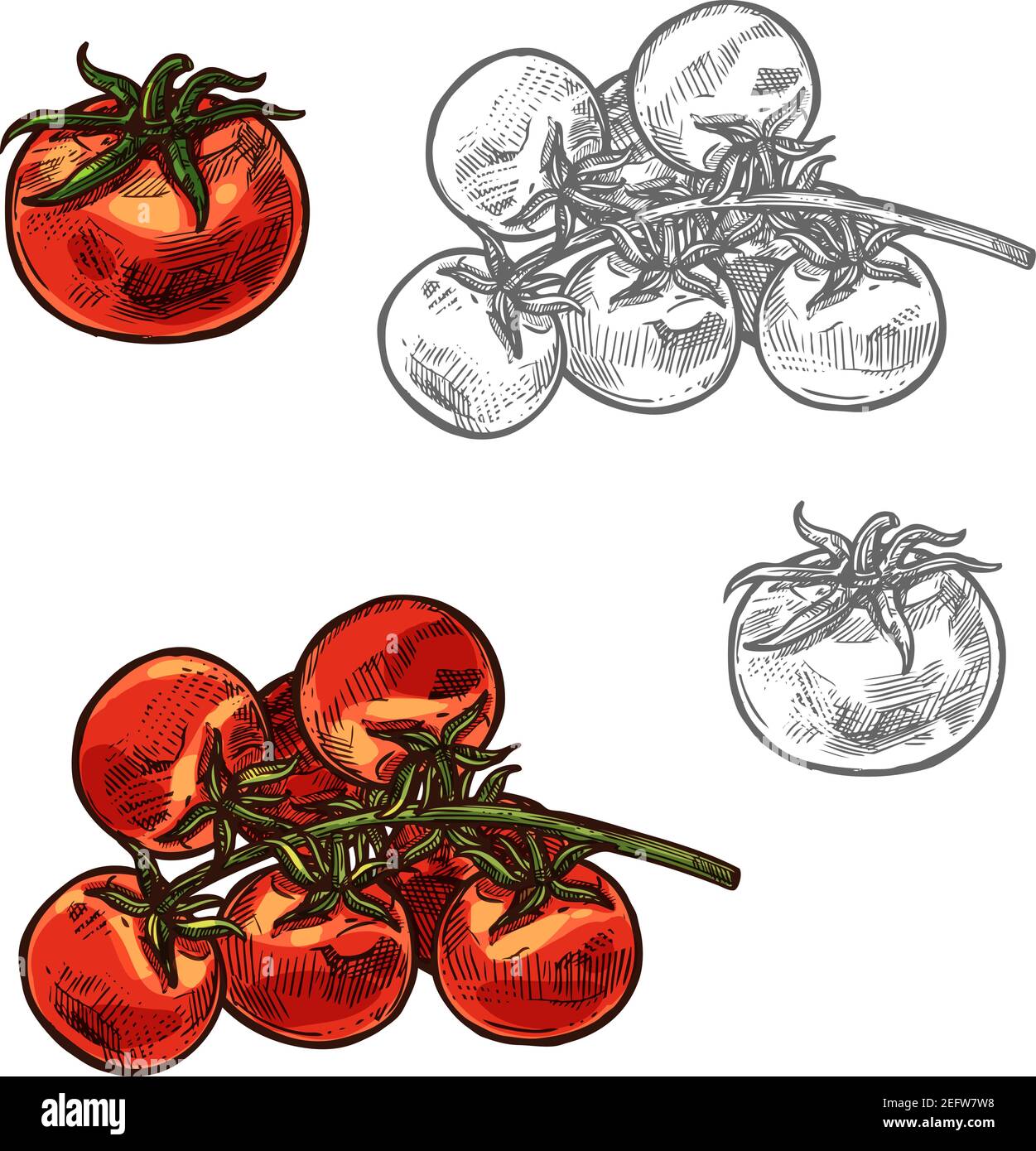 Tomato and cherry tomatoes sketch icon. Vector isolated symbol of fresh farm grown vegetarian tomatoes bunch vegetable for veggie salad or grocery mar Stock Vector
