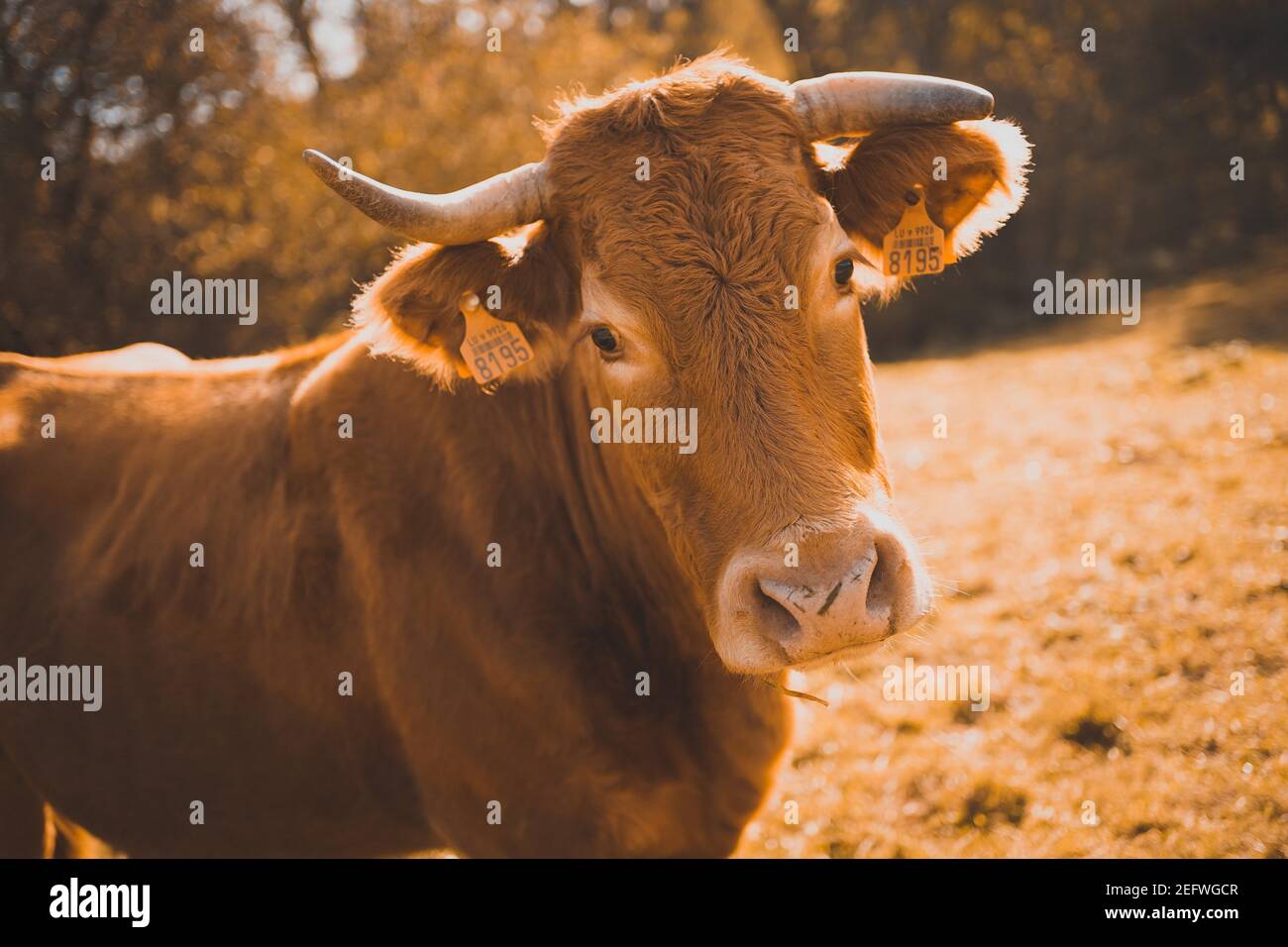 Closeup shot of looking brown cow with yellow ear tags Stock Photo - Alamy