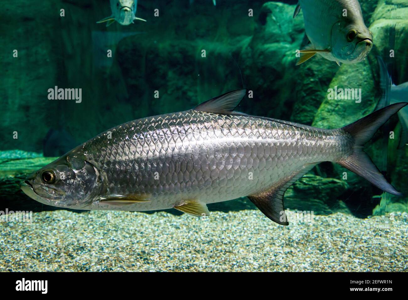 The Atlantic tarpon (Megalops atlanticus) is a ray-finned fish which inhabits coastal waters, estuaries, lagoons, and rivers. Stock Photo