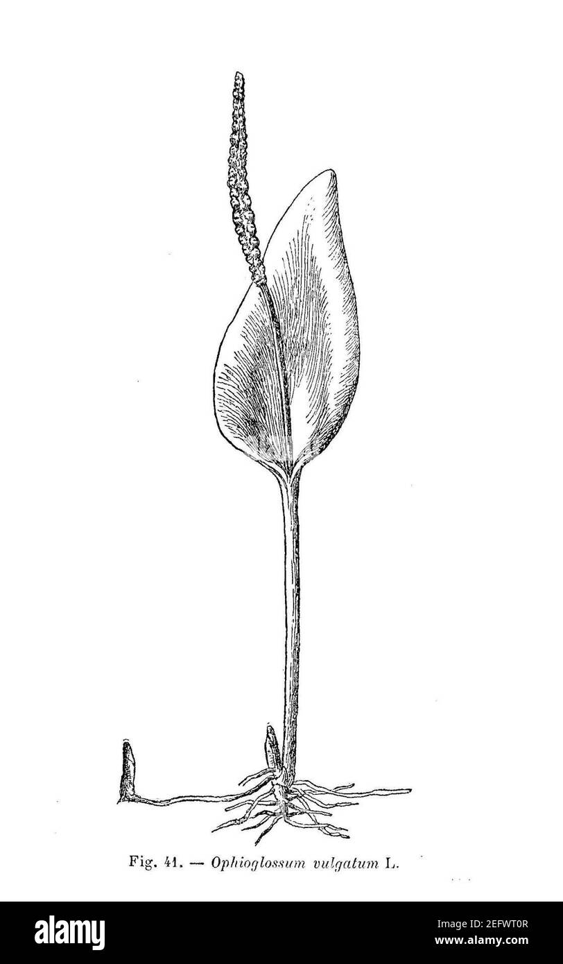 Ophioglossum vulgatum (dessin). Stock Photo