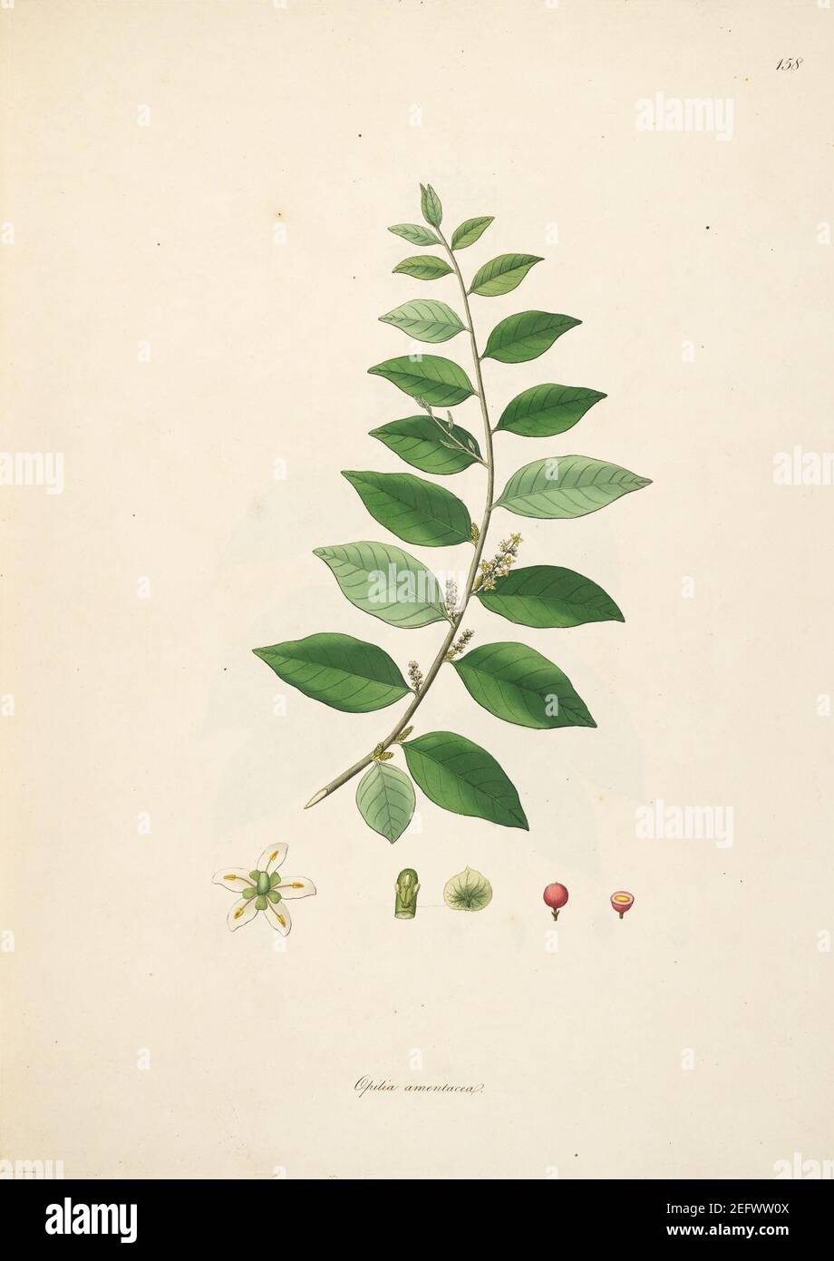 Opilia amentacea Roxburgh 1798 2-158. Stock Photo