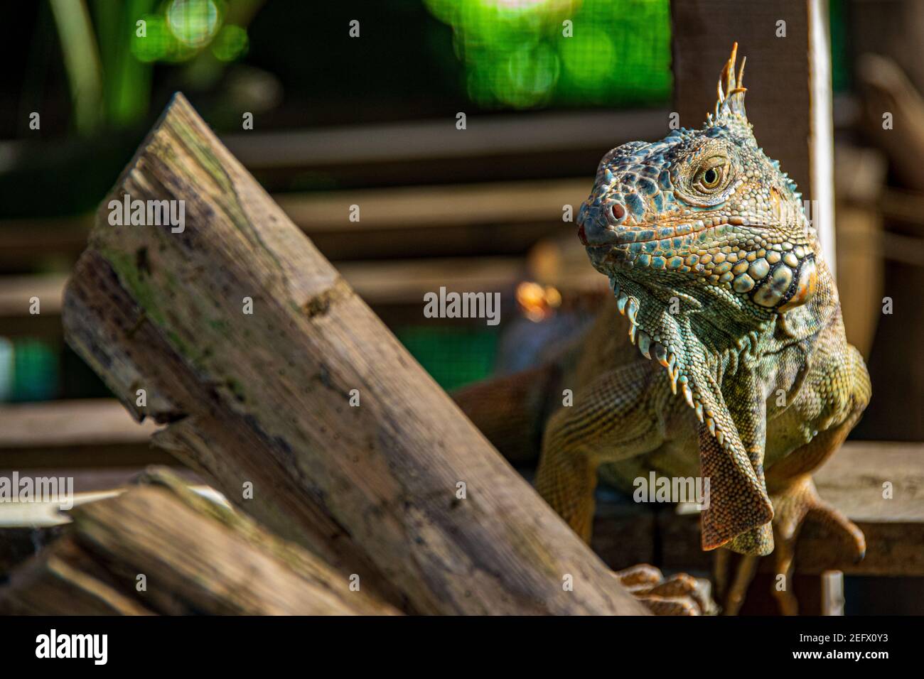 Green iguana of the Green Iguana Conservation Project in San Ignacio, Belize Stock Photo