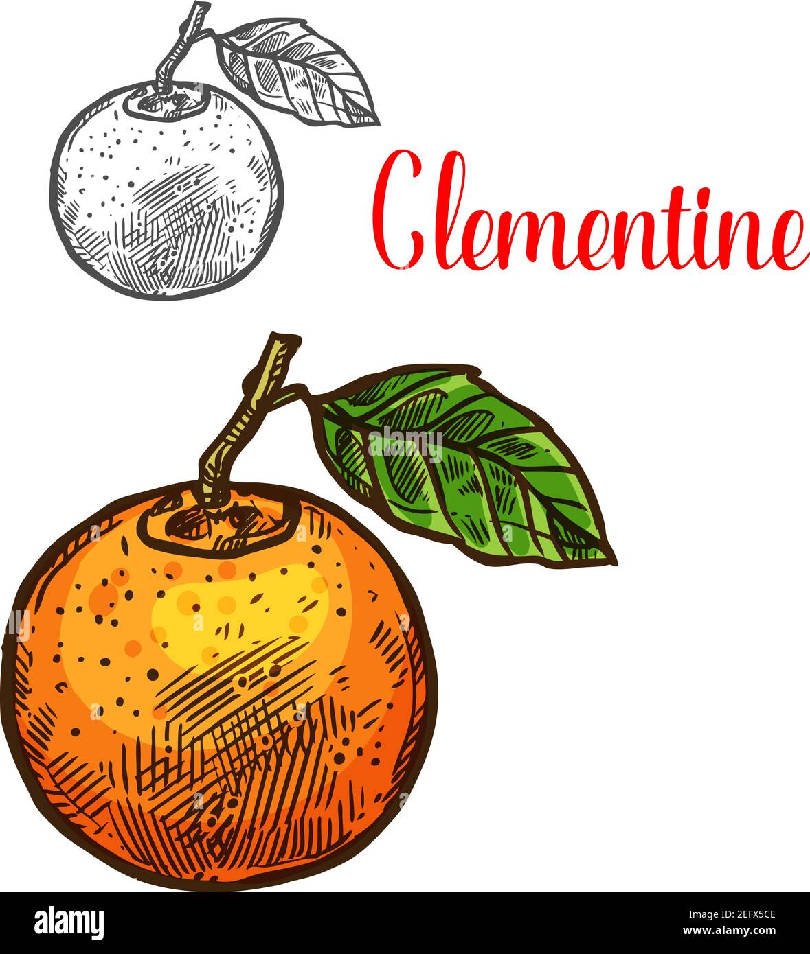 Clementine citrus fruit sketch icon. Vector isolated symbol of fresh whole mandarin or tangerine orange fruit botanical design for fruits dessert or f Stock Vector