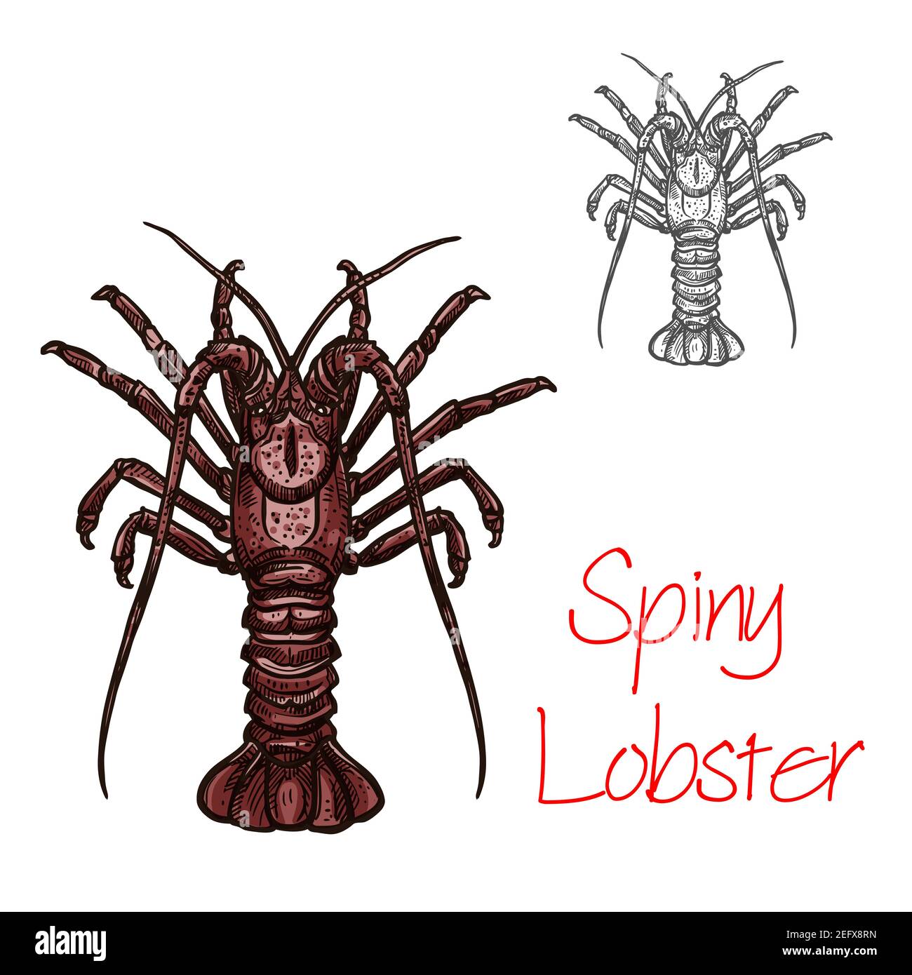 Giant spiny lobster Stock Vector Images Alamy