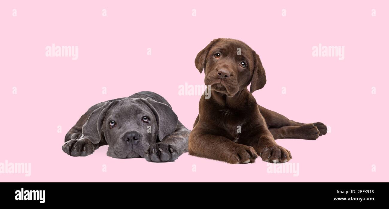 chocolate labrador and cane corso puppy isolated on a pastel pink background Stock Photo