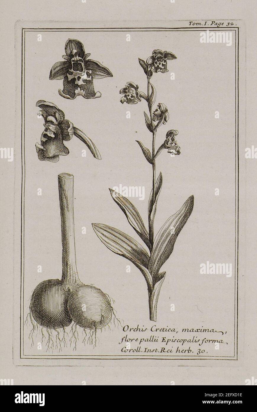 Orchis Cretica, maxima, flore palii Episcopalis forma Coroll Inst Rei herb 30 - Tournefort Joseph Pitton De - 1717. Stock Photo