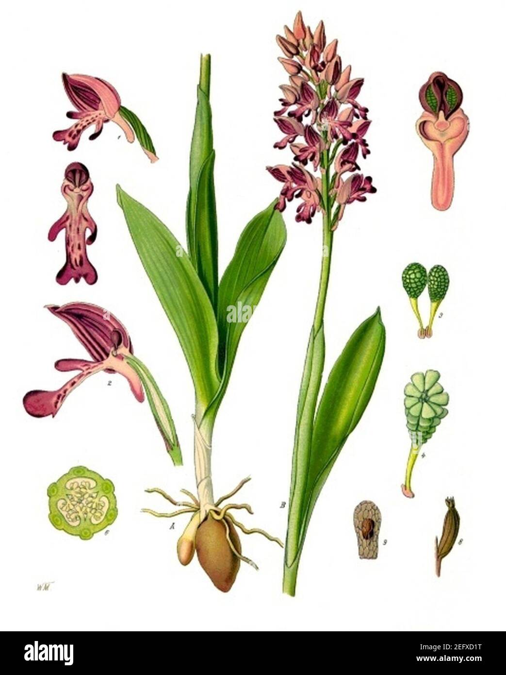 Orchis militaris - Köhler–s Medizinal-Pflanzen-231. Stock Photo