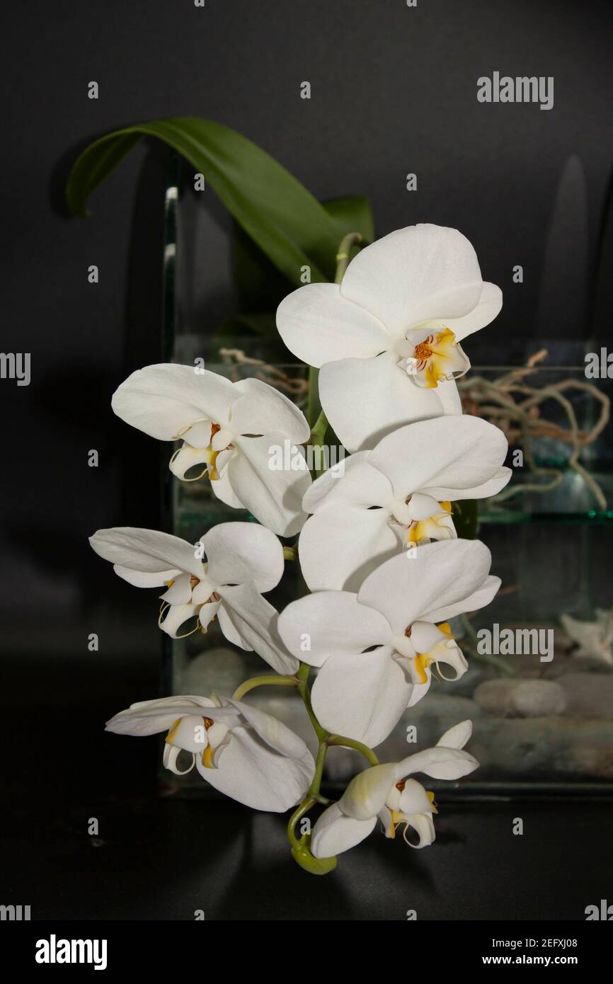 group white orchid flowers phalaenopsis, or falah on a black background. known as butterfly orchids. Copy space Stock Photo