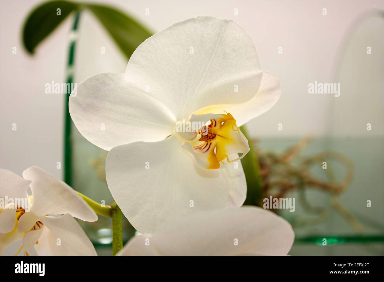White fivepetal flower with a yellow center known as a natural orchid or phalaenopsis Stock