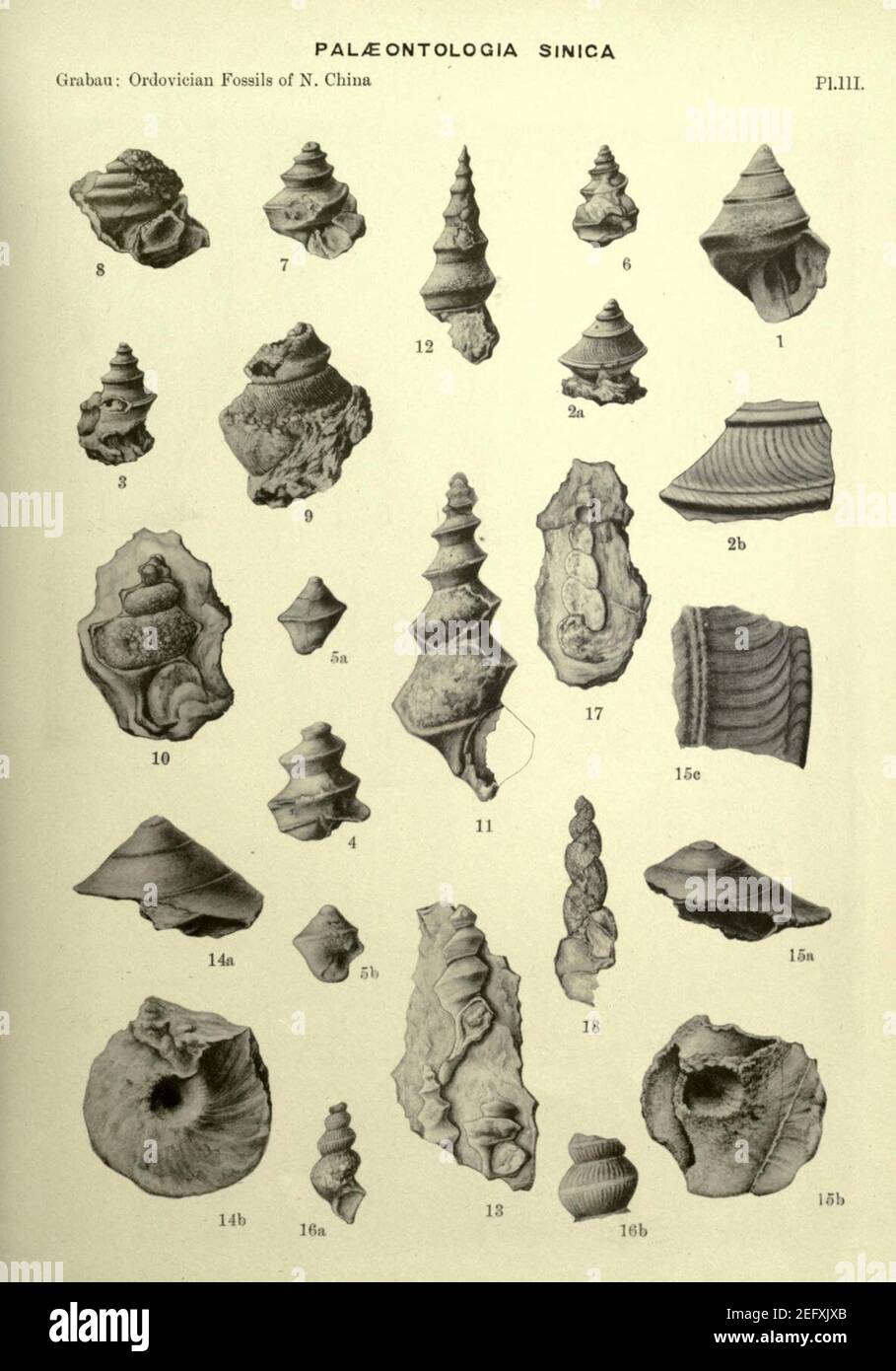 Ordovician fossils of north China Stock Photo - Alamy
