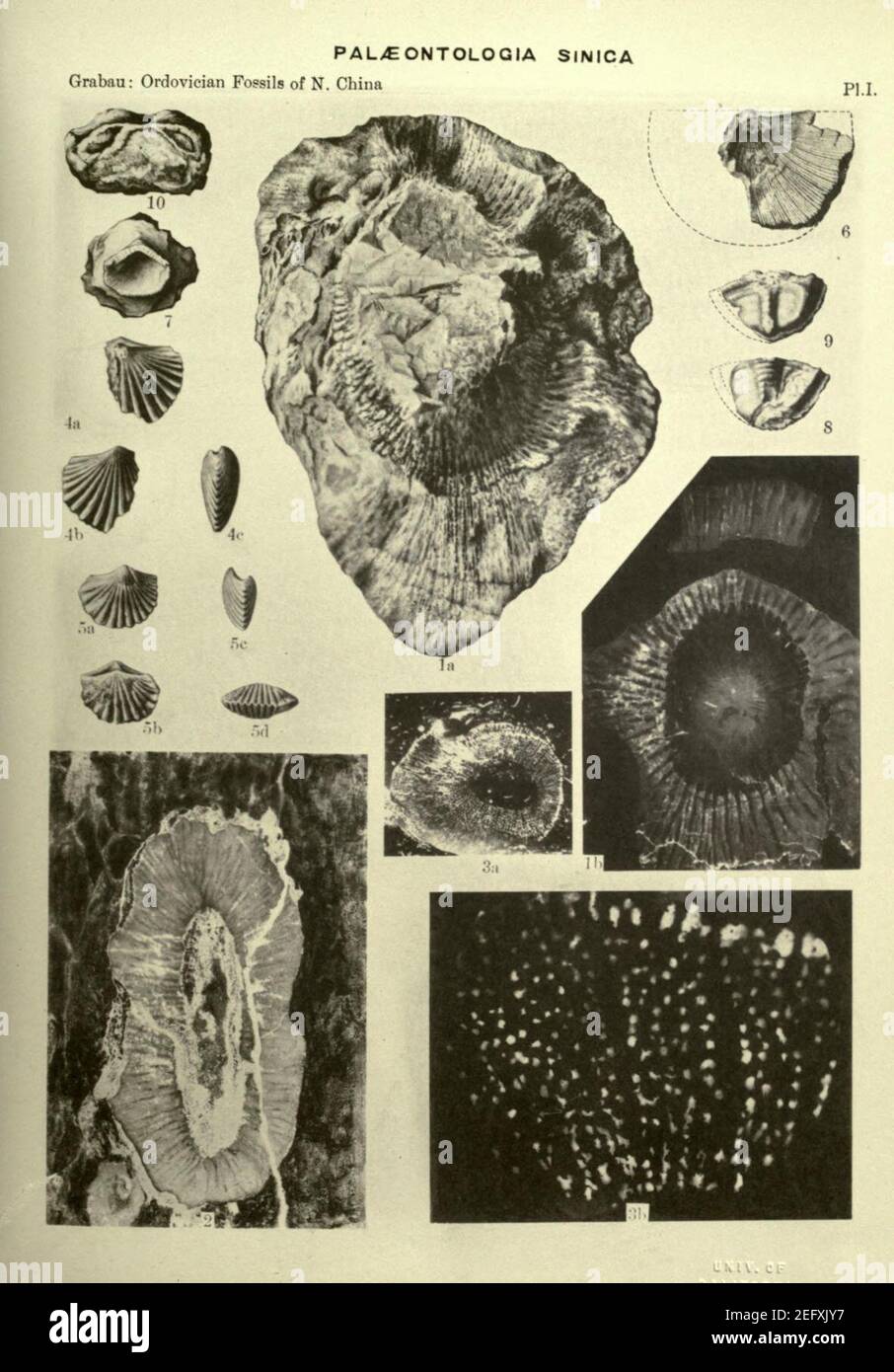 Ordovician fossils of north China Stock Photo - Alamy