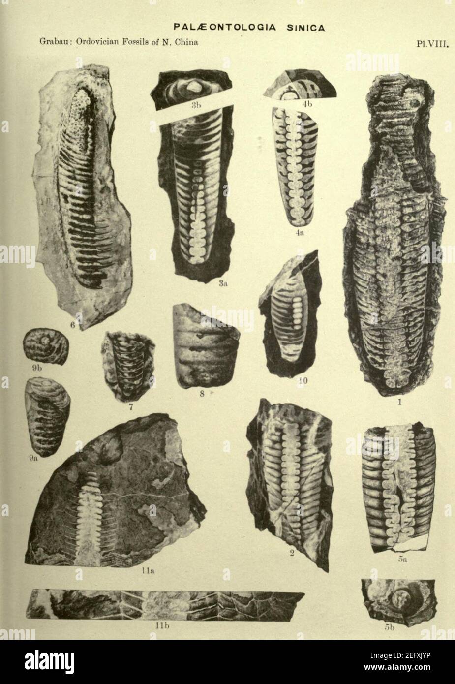 Ordovician fossils of north China Stock Photo - Alamy