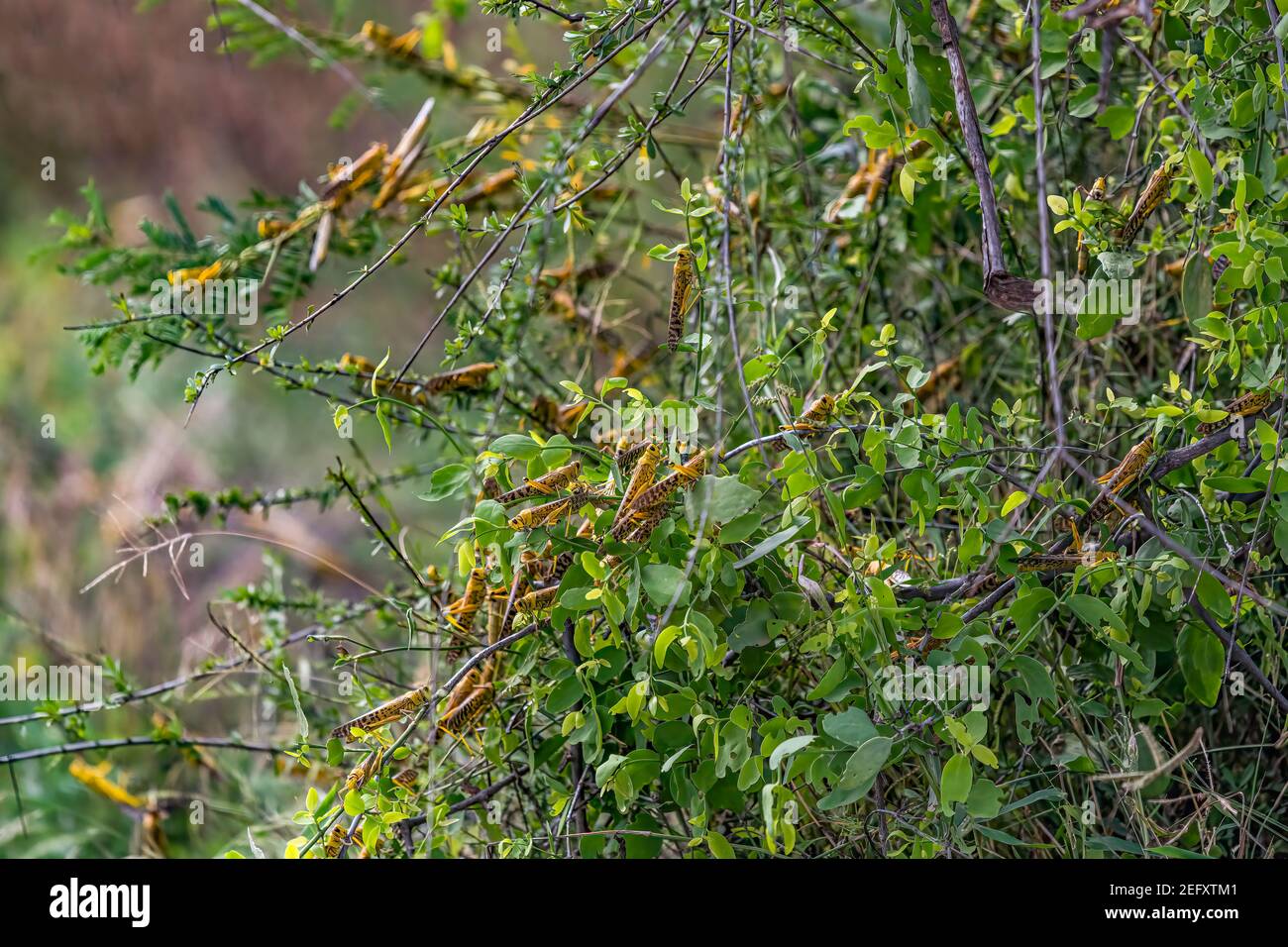 Desert Locusts eating lush new vegetation after drought breaking rains. It's a swarming short-horned grasshopper in the family Acrididae. Plagues dest Stock Photo