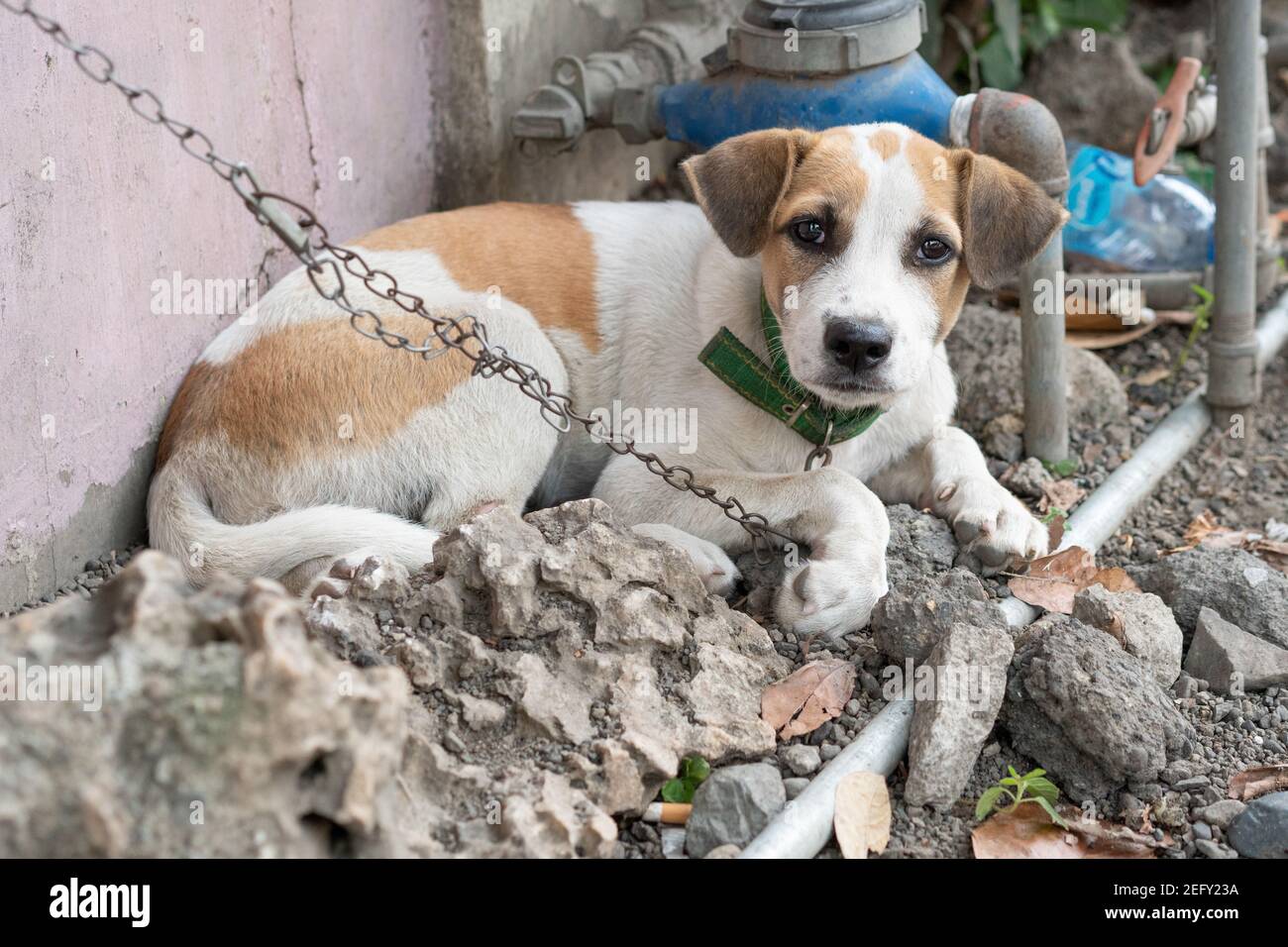 A young puppy at the side of the road with collar & chained to a post for most of the day. Stock Photo
