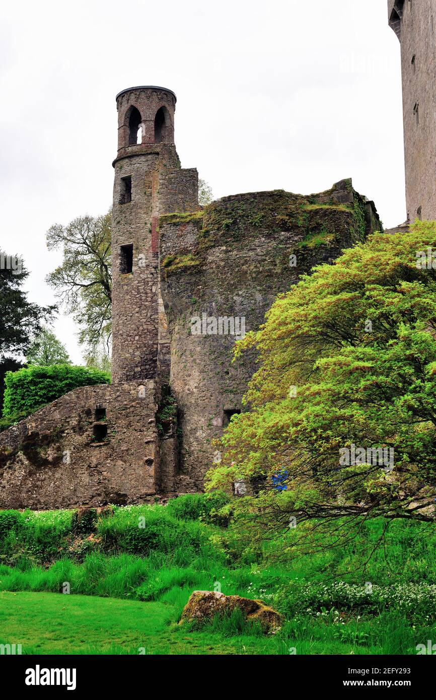 Blarney, County Cork, Ireland. Tower ruins at Blarney Castle which was built in 1446. Stock Photo